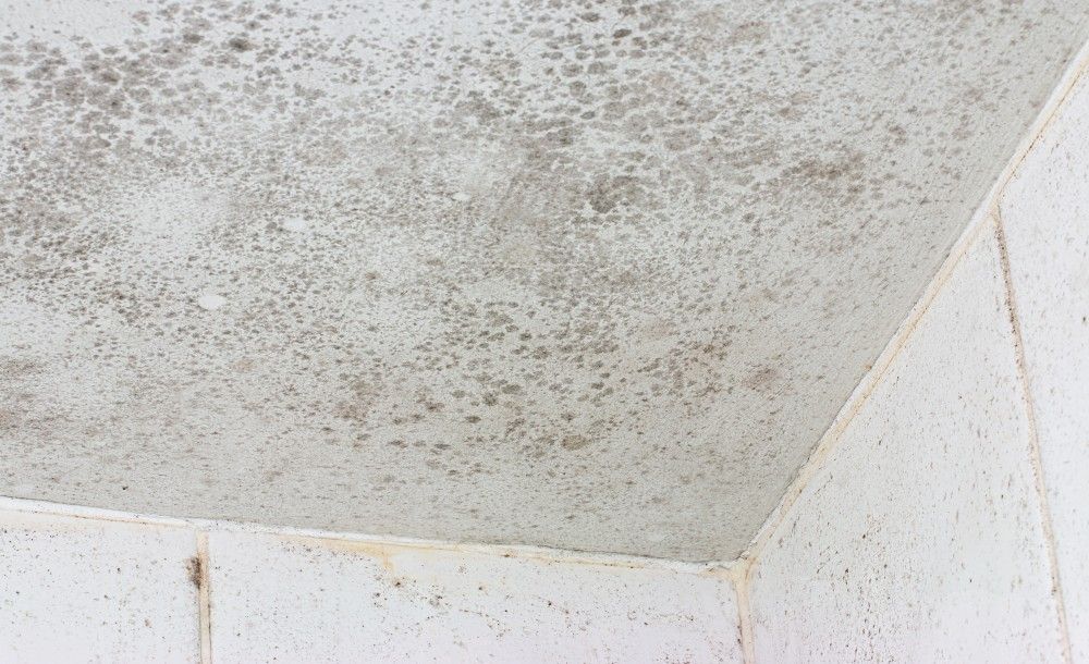 If there is visible mold, the damage is done. Get ahead of moisture issues by waterproofing your home.