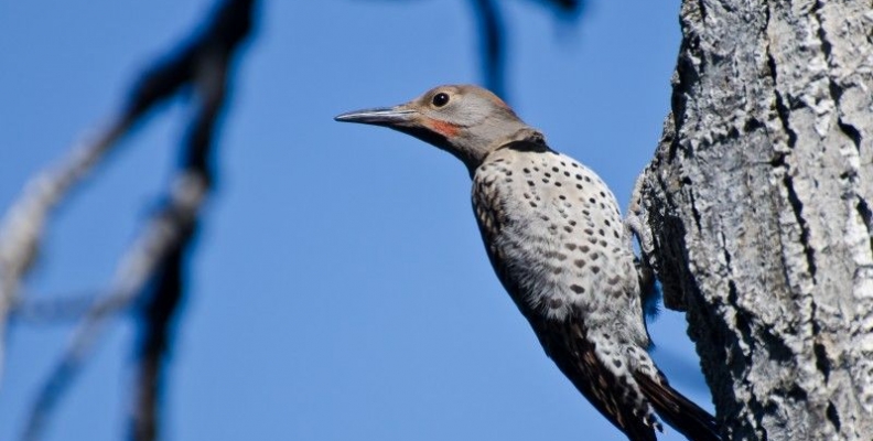 Preventing Woodpecker Repairs and Damage to Your Home