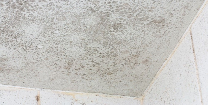 The Dangers of Mold & Mildew in your Home or Office