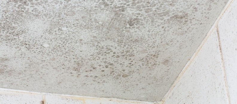 The Dangers of Mold & Mildew in your Home or Office